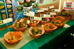 Click for Trinidad and Tobago Mango Festival News!