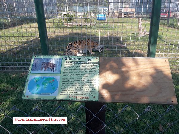 Tiger World Rockwell NC Travel Review