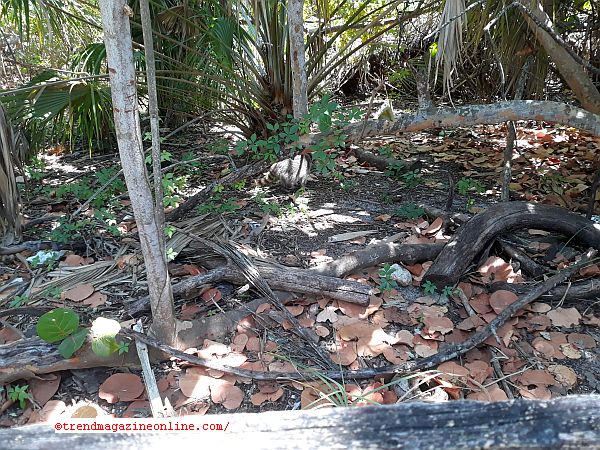 Cape Florida Lighthouse Key Biscayne Miami Florida Review Part II Pic!